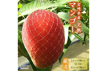 宮崎県産完熟マンゴーLサイズ2玉