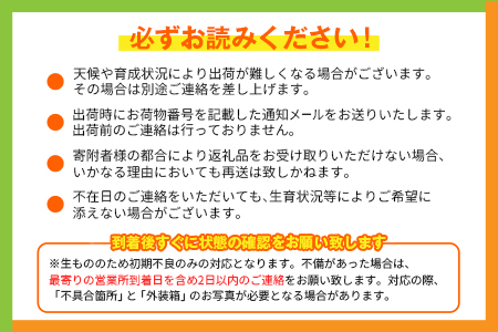 宮崎特産「完熟マンゴー4L×2玉」お届け定期便（全4回）計8玉 特産 国産 果物 フルーツ 旬 産地直送 大玉【F144-26】