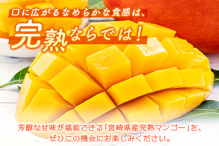 ＜数量限定＞宮崎県産 完熟マンゴーL×2玉（計620g以上）※2026年4月下旬配送開始 化粧箱入 フルーツ くだもの【B544-26】