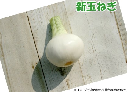 辛みが少なく糖度が高い!宮崎県産<新玉ねぎ>4kg【A179】