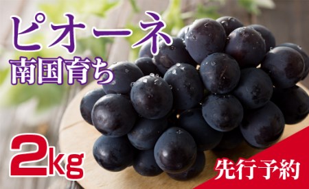 「先行予約」「南国育ち」宮崎県産ピオーネ2kg【B421】