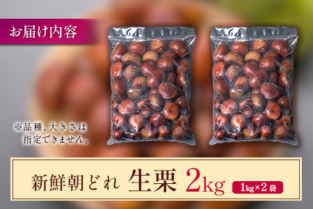 <2026出荷!!>国産 新鮮朝どれ(生栗)2kg お取り寄せ 産地直送 宝珠栗 数量限定 宮崎県新富町産【B669-26】