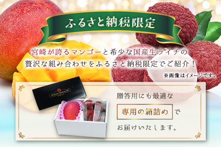 完熟マンゴー&生ライチ トロピカルセット ≪2026年産≫ 宮崎県産 数量限定 人気 フルーツ 果物 詰め合わせ 化粧箱入り【C74-26】