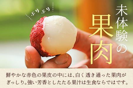 宮崎県産 生ライチ「至高の紅玉」計600g ≪2026年6月下旬～発送≫ 人気 国産 希少 果物 旬 ギフト プレゼント【C453】