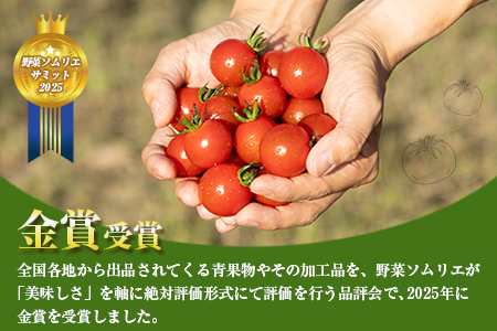 ＜期間・数量限定＞［2026年発送］くるみのトマト 計1.3kg 宮崎県新富町産 朝採れ 野菜 フレッシュ 国産【B667】