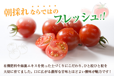期間・数量限定＞［2026年発送］くるみのトマト 計1.3kg 宮崎県新富町