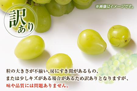 ＜2026年出荷＞先行予約［訳あり］シャインマスカット 約1.3kg【B688】
