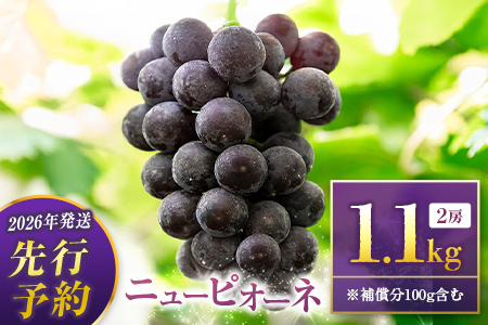 ぶどう ニューピオーネ 1kg+100g補償付 果物 フルーツ B683