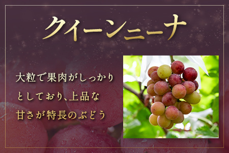 ぶどう クイーンニーナ 1kg+100g補償付 果物 フルーツ B684