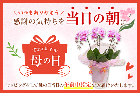 ＜選べる花色＞母の日 ギフト サカモト農園の胡蝶蘭 1鉢（ピンク or 白） メッセージカード付【C470】