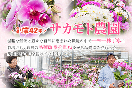 ＜選べる花色＞母の日 ギフト サカモト農園の胡蝶蘭 1鉢（ピンク or 白） メッセージカード付【C470】