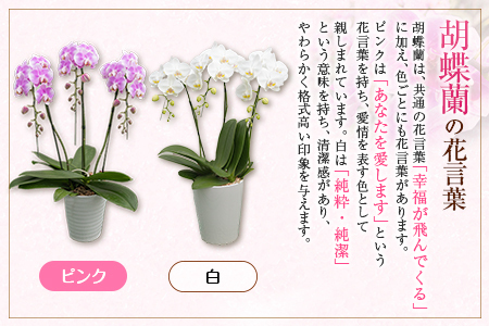 ＜選べる花色＞母の日 ギフト サカモト農園の胡蝶蘭 1鉢（ピンク or 白） メッセージカード付【C470】