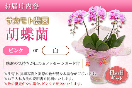 ＜選べる花色＞母の日 ギフト サカモト農園の胡蝶蘭 1鉢（ピンク or 白） メッセージカード付【C470】