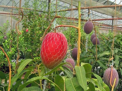 21年4月中旬から順次出荷 太陽のタマゴ 3l 2玉 最上級完熟マンゴー 大玉 C80 宮崎県新富町 ふるさと納税サイト ふるなび