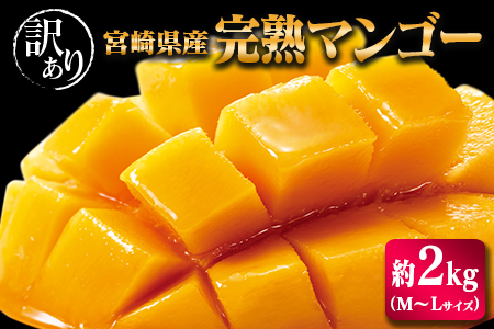 「訳あり」児玉農園 完熟マンゴー 約2kg【C300】