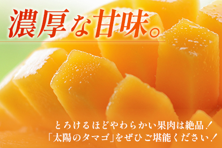 ＜数量限定＞宮崎県産 太陽のタマゴ 2Lサイズ2玉 完熟マンゴー【C338-2024】