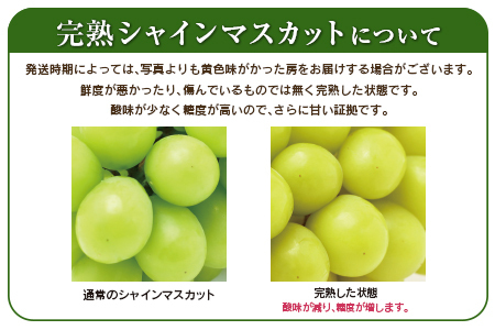 先行予約 人気の種なしぶどう！シャインマスカット 2房 計1kg以上 宮崎県産 2026年出荷【A256-26】