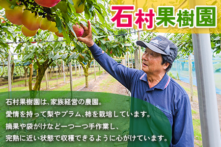 ＜数量限定＞先行予約 石村果樹園の梨 3kg以上［旬の品種をお届け］ 国産 産地直送フルーツ【B601-24】