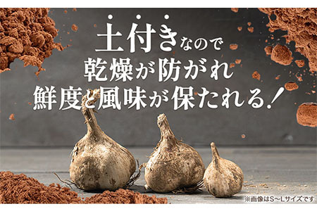 【先行予約】土付き にんにく 白玉王 1kg Mサイズ 本別町産 斎啓一《2026年8月上旬-9月末頃出荷》