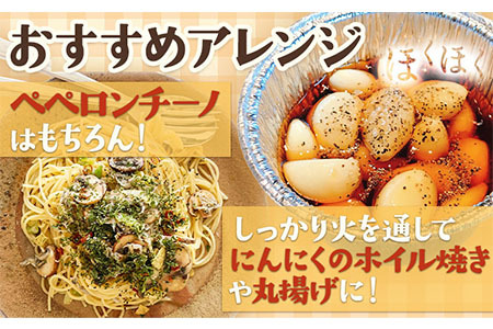 【先行予約】土付き にんにく 白玉王 1kg Mサイズ 本別町産 斎啓一《2026年8月上旬-9月末頃出荷》