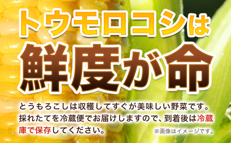 極甘とうもろこし ピーターコーン 20本 特大サイズ(1本380g以上) 高橋賢三【先行予約】《2026年8月上旬-9月中旬頃出荷》 とうもろこし トウモロコシ 北海道とうもろこし 朝採れとうもろこし 産地直送とうもろこし