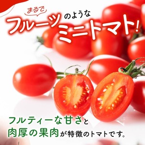 宮崎県産ミニトマト「アイコ」3kg 【 宮崎県産 ミニトマト トマト 】