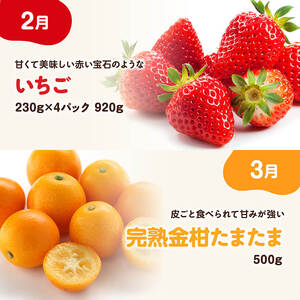 ※期間限定※【6ヶ月定期便】大人気くだもの定期便Vol.2 【 川南町産 くだもの いちご イチゴ きんかん マンゴー シャインマスカット ピオーネ  】