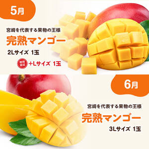 ※期間限定※【6ヶ月定期便】大人気くだもの定期便Vol.2 【 川南町産 くだもの いちご イチゴ きんかん マンゴー シャインマスカット ピオーネ  】