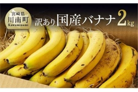 【訳あり】国産バナナ2kg【国産 バナナ 無農薬 フルーツ 果物 デザート 朝食 スムージー 訳ありバナナ】