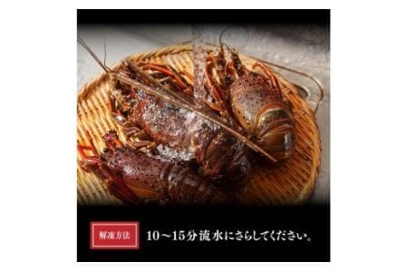 訳あり】冷凍伊勢海老（2～7尾）計1kg 【 伊勢海老 イセエビ 訳あり 魚介 】 | 宮崎県川南町 | ふるさと納税サイト「ふるなび」