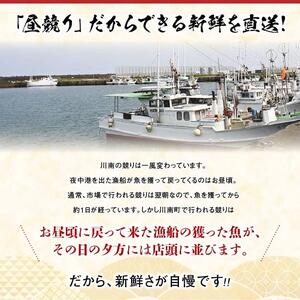 担当者厳選！伊勢海老(小)1000g（5～9尾） 【 伊勢えび 魚介類 いせえび 海産物 宮崎県産 国産 伊勢海老】