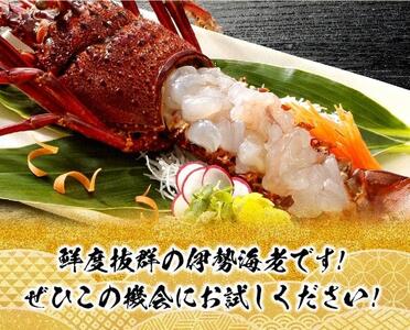 担当者厳選！伊勢海老(小)1000g（5～9尾） 【 伊勢えび 魚介類 いせえび 海産物 宮崎県産 国産 伊勢海老】