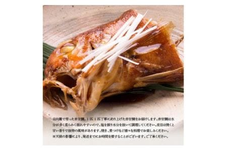 『釣赤甘鯛 Ａ』【 魚 魚介 魚介類 鮮魚 さかな 日向灘 魚介 魚介類 赤甘鯛 九州 宮崎 川南町 新鮮 魚介 海の幸  魚介類 甘鯛 たい 送料無料 魚介 魚介類 】