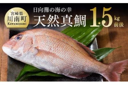 日向灘の海の幸 天然真鯛 活き締め 鮮魚 さかな 刺身 煮つけ 九州 宮崎 川南町 新鮮 魚介 宮崎県川南町 ふるさと納税サイト ふるなび