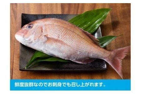 『日向灘の海の幸』天然真鯛（活き締め） 【 鮮魚 さかな 刺身 煮つけ 九州 宮崎 川南町 新鮮 魚介 たい 】