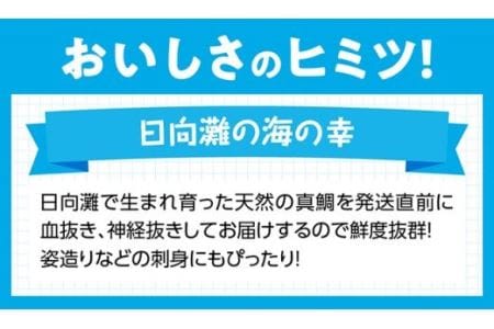 『日向灘の海の幸』天然真鯛（活き締め） 【 鮮魚 さかな 刺身 煮つけ 九州 宮崎 川南町 新鮮 魚介 たい 】