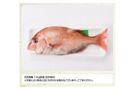 『日向灘の海の幸』天然真鯛（活き締め） 【 鮮魚 さかな 刺身 煮つけ 九州 宮崎 川南町 新鮮 魚介 たい 】