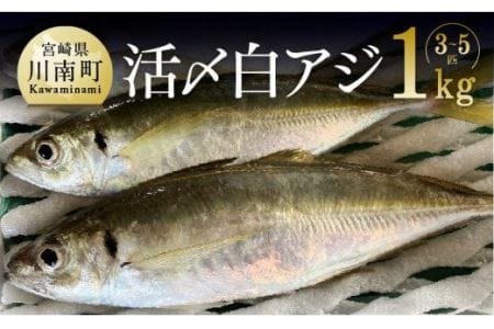 日向灘獲れ！活〆白アジ１kg【鮮魚 魚介 新鮮 刺身 塩焼き 海の幸 魚介類 魚 あじ】