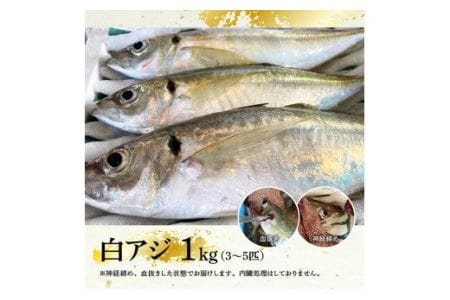 日向灘獲れ！活〆白アジ１kg【 魚 魚介 魚介類 鮮魚 さかな 白アジ 日向灘 神経締め 刺身 塩焼き 血抜き 新鮮 海の幸  鰺 魚 あじ アジ 宮崎県 川南町 送料無料 鮮魚 】