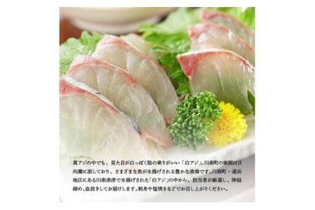 日向灘獲れ！活〆白アジ１kg【 魚 魚介 魚介類 鮮魚 さかな 白アジ 日向灘 神経締め 刺身 塩焼き 血抜き 新鮮 海の幸  鰺 魚 あじ アジ 宮崎県 川南町 送料無料 鮮魚 】