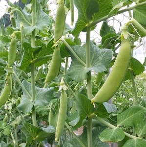 【令和7年発送】朝どれ！守部さん家のスナップエンドウ1.0kg【 野菜 宮崎県産 エンドウ豆 えんどう豆 おつまみ 2025年発送 】