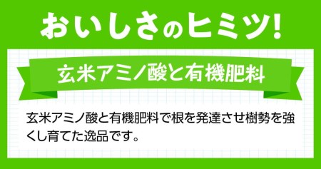 【令和６年発送】宮崎県産完熟マンゴー「果実の宝石」２Ｌ×３玉【 期間限定 数量限定 先行予約 果物 フルーツ マンゴー 宮崎県産 みやざきマンゴー】