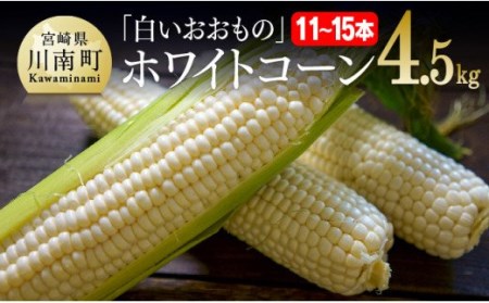 【令和6年発送】政岡さんちのスイートコーン「白いおおもの（ホワイトコーン）」4.5kg【 先行予約 数量限定 期間限定 とうもろこし スィートコーン 2024年発送 先行受付 宮崎県産 九州産 】