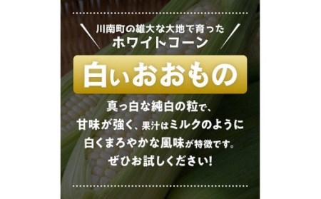 【令和6年発送】政岡さんちのスイートコーン「白いおおもの（ホワイトコーン）」4.5kg【 先行予約 数量限定 期間限定 とうもろこし スィートコーン 2024年発送 先行受付 宮崎県産 九州産 】