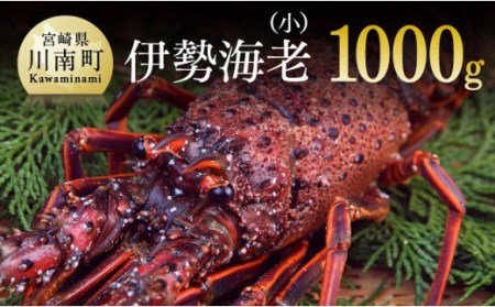 【期間限定・数量限定】担当者厳選！伊勢海老(小)計1000g（5～9尾）【魚介類 えび 伊勢えび イセエビ 日向灘】