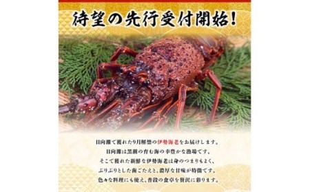 【期間限定・数量限定】担当者厳選！伊勢海老(小)計1000g（5～9尾）【魚介類 えび 伊勢えび イセエビ 日向灘】