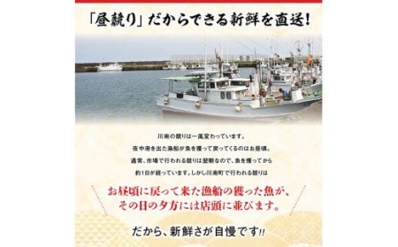 【期間限定・数量限定】担当者厳選！伊勢海老(小)計1000g（5～9尾）【魚介類 えび 伊勢えび イセエビ 日向灘】