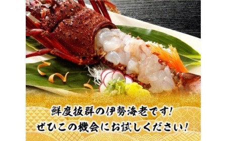 【期間限定・数量限定】担当者厳選！伊勢海老(小)計1000g（5～9尾）【魚介類 えび 伊勢えび イセエビ 日向灘】