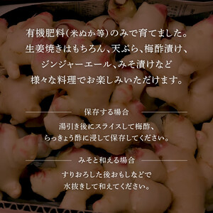 露地栽培 新生姜 ４kg【 生姜 国産 宮崎県産 川南町産 農家直送 しょうが みそ漬け 梅酢漬け ジンジャエール 】