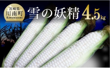 【令和7年発送】宮崎県産とうもろこし　大山さんちのホワイトコーン「雪の妖精」4.5kg 【 先行予約 数量限定 期間限定 2025年発送 先行受付 宮崎県産 九州産 】